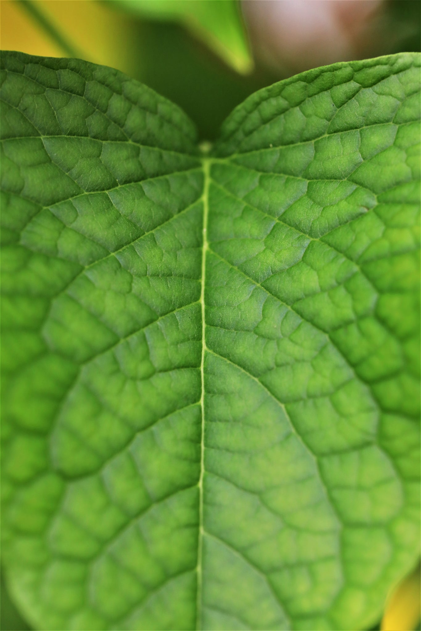 Macro Leaf- Fine Art Print