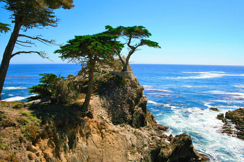 Cliff Tree - Fine Art Print