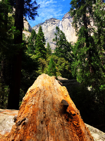 Yosemite Fallen Tree - Fine Art Print