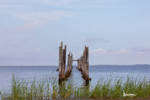 Everglades Log Path - Fine Art Print