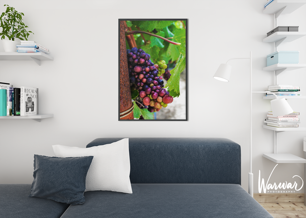 Grapes SF1 - Fine Art Print