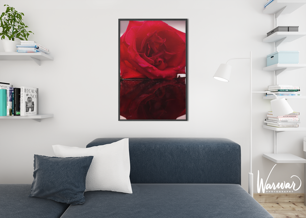 Rose Reflection - Fine Art Print