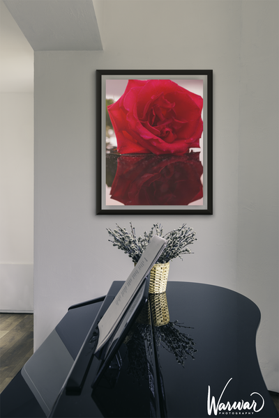 Rose Reflection - Fine Art Print
