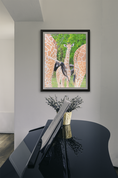 Giraffe Baby - Fine Art Print
